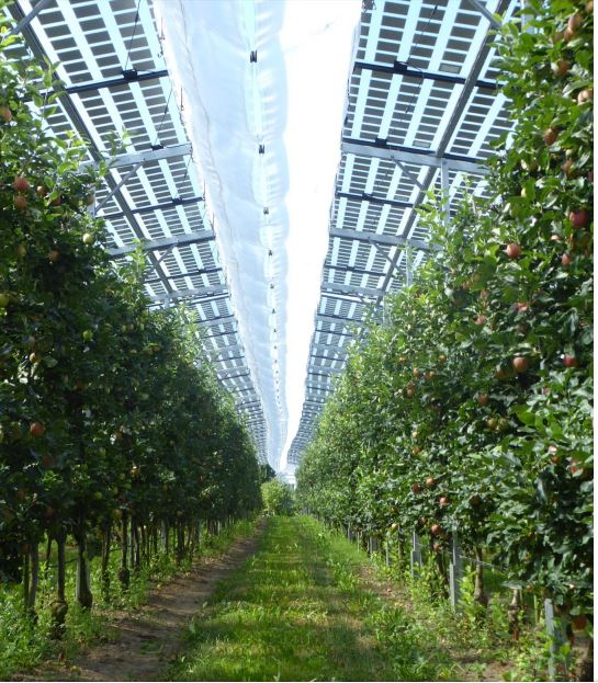 Eine Agri-Photovoltaik-Anlage im Obstbau bei Kressbronn am Bodensee, bei der Landwirtschaft  und Stromerzeugung kombiniert werden. Quelle: Lisamiri, Wikimedia, CC BY-SA 4.0.